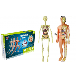 Juego educativo cuerpo humano anatoma 30x18x7cm